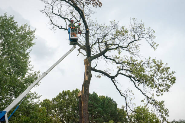 Best Root Management and Removal  in The Dalles, OR